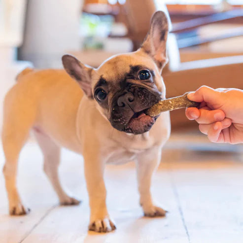 Earthly Earthbones Dental Chews For Dogs