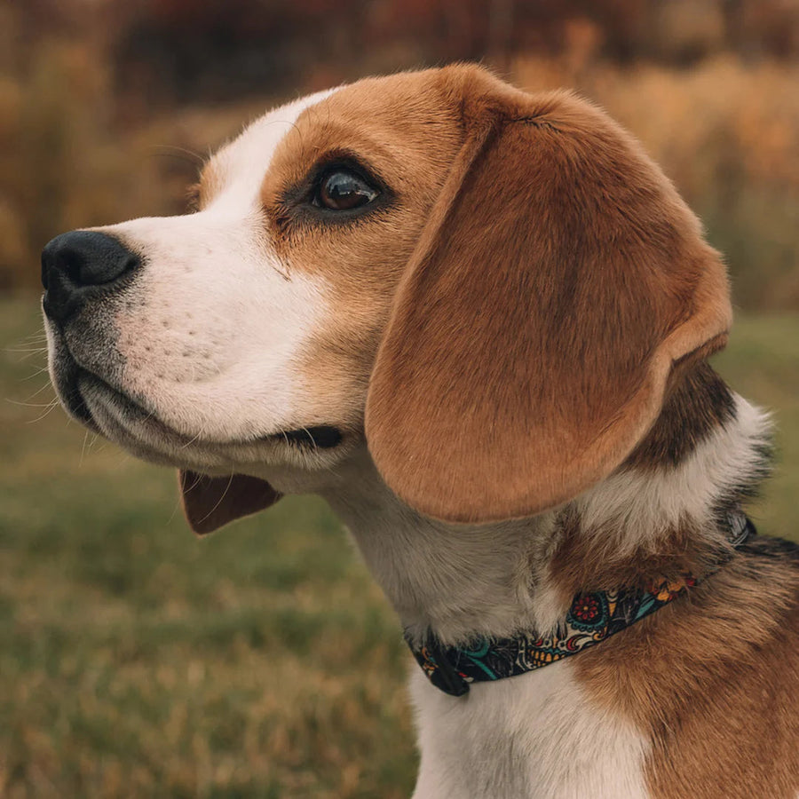 Side profile of dog using Wolfgang LosMuertos Adjustable Dog Harness