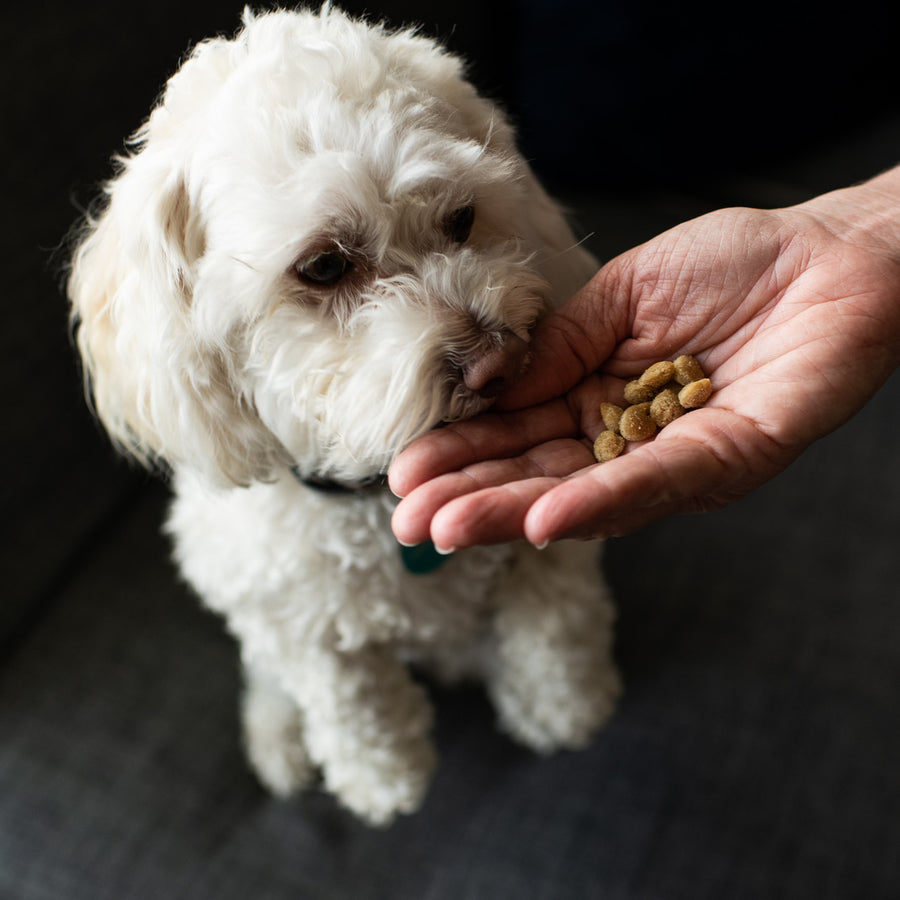 White Dog eating out Loving Pets Houndations Grain Free Salmon Training Dog Treats in hand