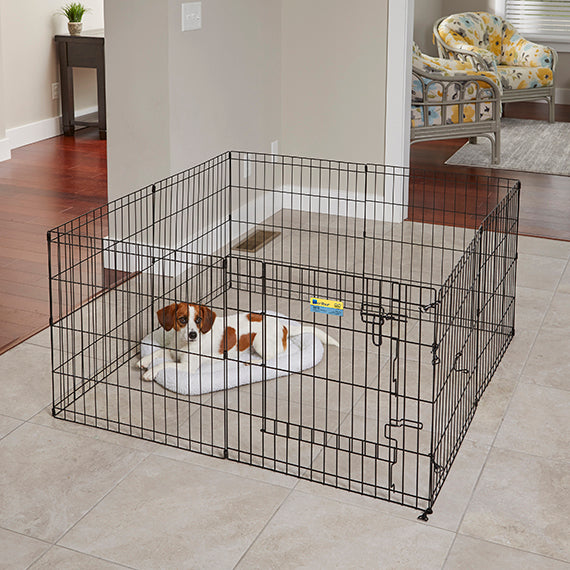 Dog inside the Midwest Contour Exercise Pen with Door in living room