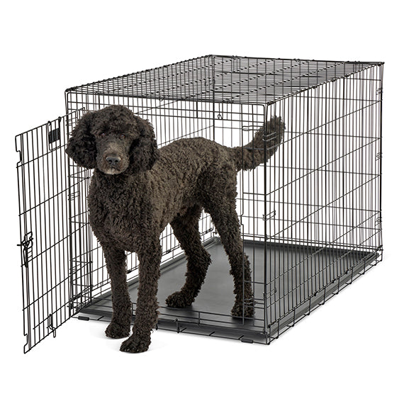 Black Dog using the Midwest Contour Single Door Dog Crate 