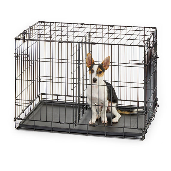 Dog inside Midwest Contour Single Door Dog Crate with a divider