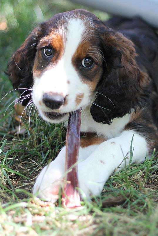 Puppy chewing on bully Stick