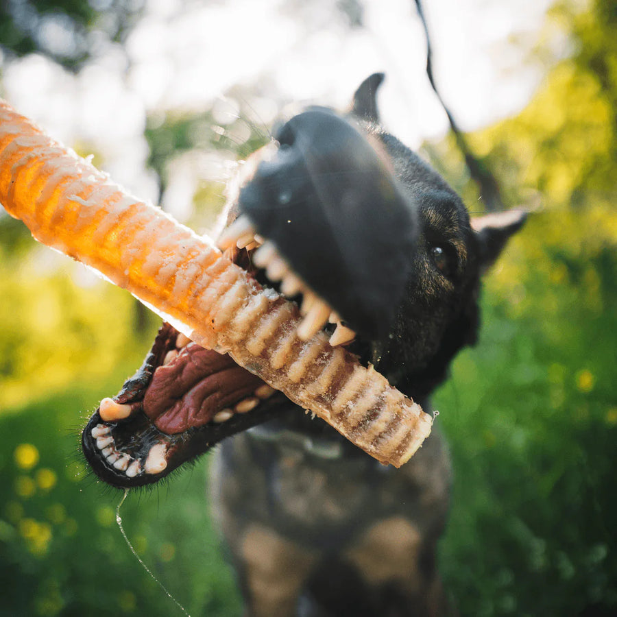 Natural Farm Beef Trachea Dog Chew