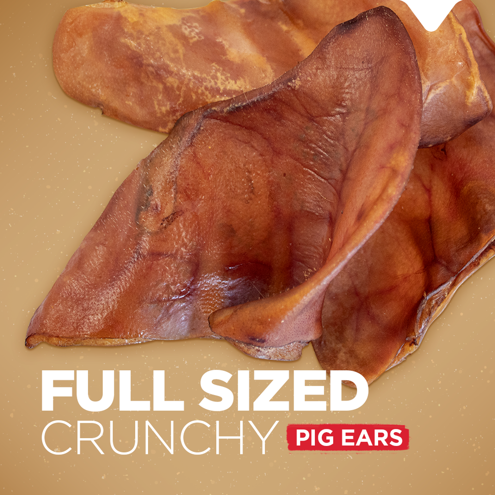 Full sized crunchy Natural Farms Pig Ear Dog Treat