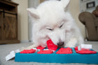 Dog playing with Outward Hound Dog Brick Interactive Treat Puzzle Dog Toy