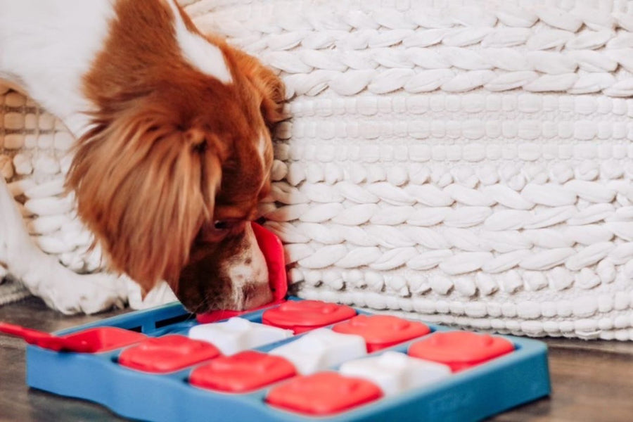 Dog playing Outward Hound Dog Brick Interactive Treat Puzzle Dog Toy
