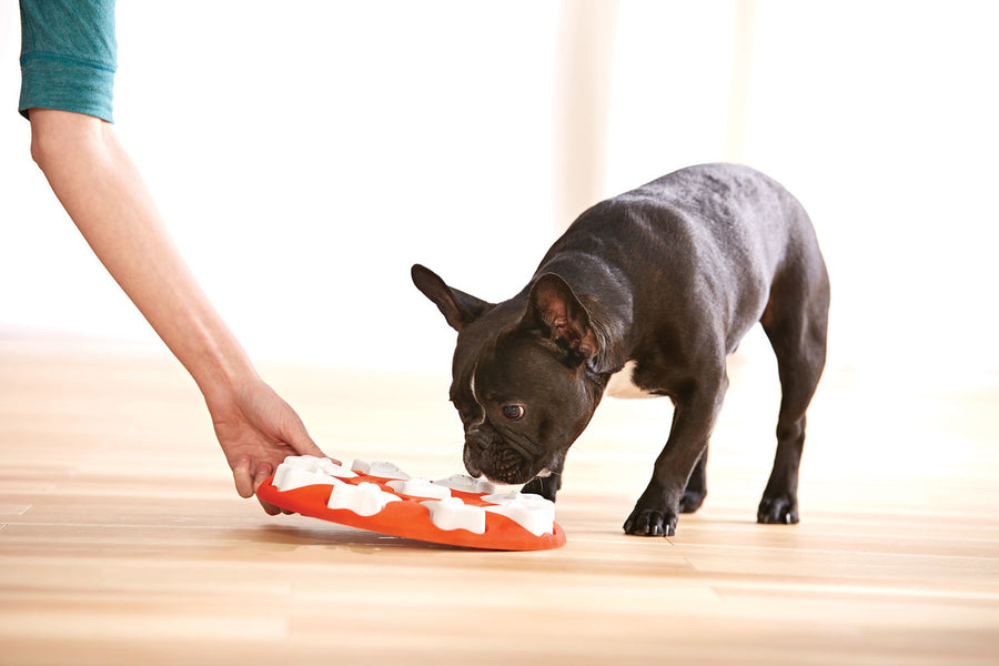 Dog trying out Outward Hound Dog Smart Interactive Treat Puzzle Dog Toy