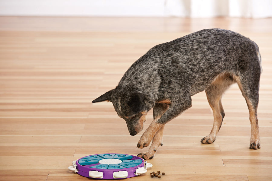 Dog playing with Outward Hound Dog Twister Interactive Treat Puzzle Dog Toy