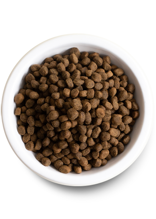 Open Farm Grain Free Wild Caught Salmon Dry Dog Food