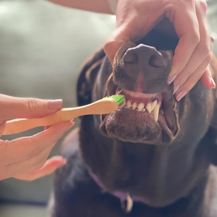PURE and Natural Pet Organic Dental Kit for Large Dogs used to brush teeth of black dog