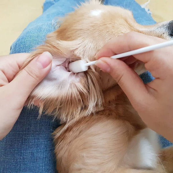 Ear cleaning your dog using PURE and Natural Pet Organic Ear Cleaning System