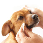 Using PURE and Natural Pet Tear Stain Removing Under Eye Wipes in a brown dog