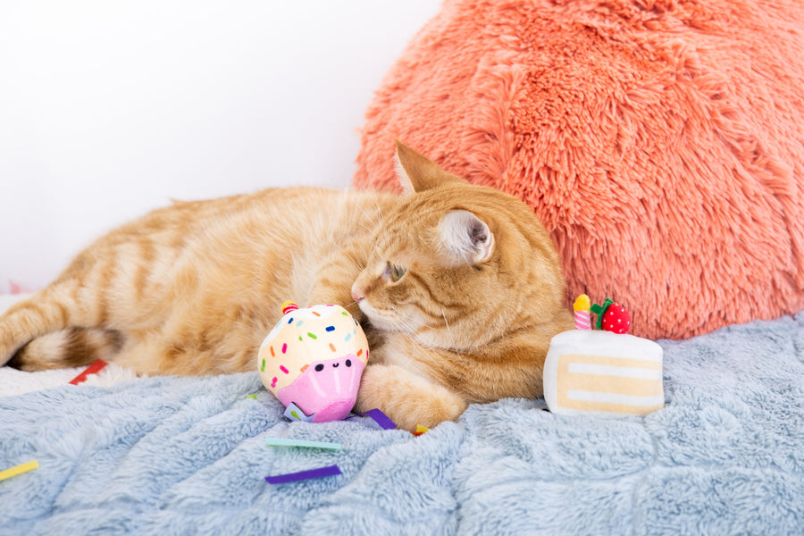 Pearhead Birthday Cake Cat Toy Set in front of a orange cat