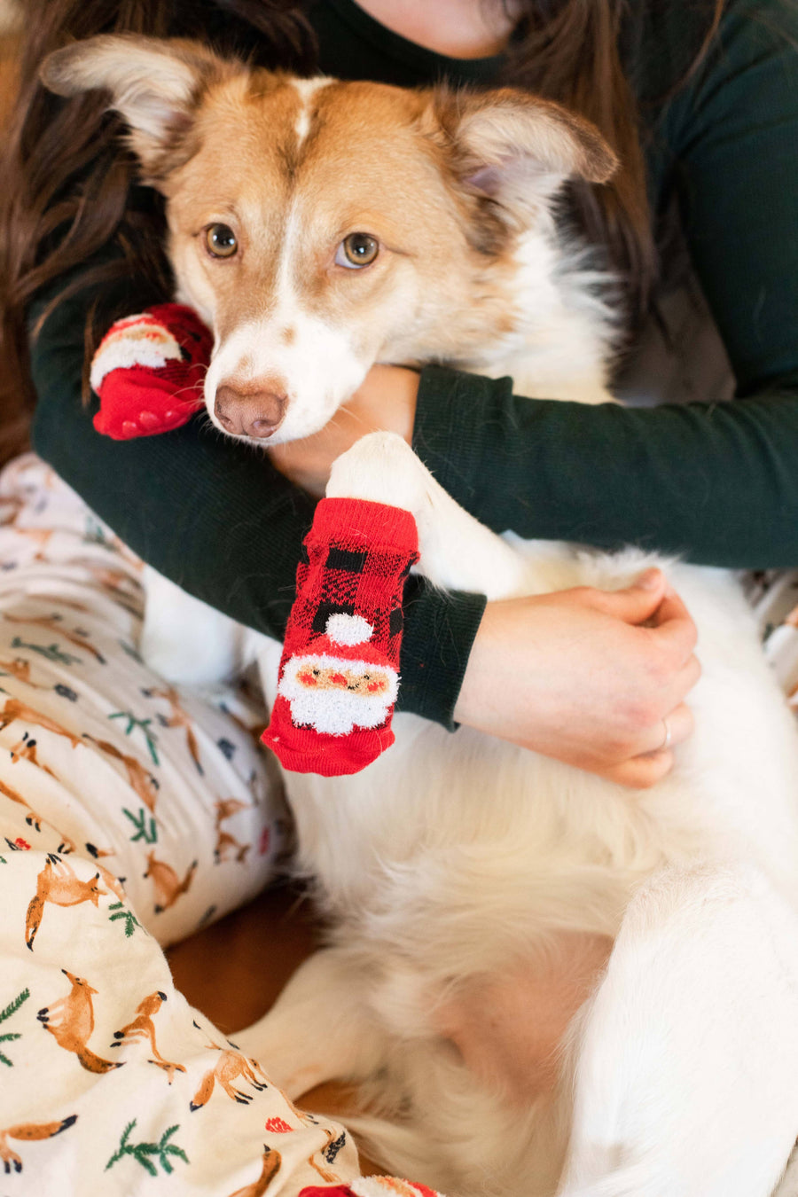 Dog using Pearhead Human and Dog Matching Christmas Santa Sock Set