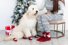 Dog and Human using Pearhead Human and Dog Matching Christmas Santa Sock Set