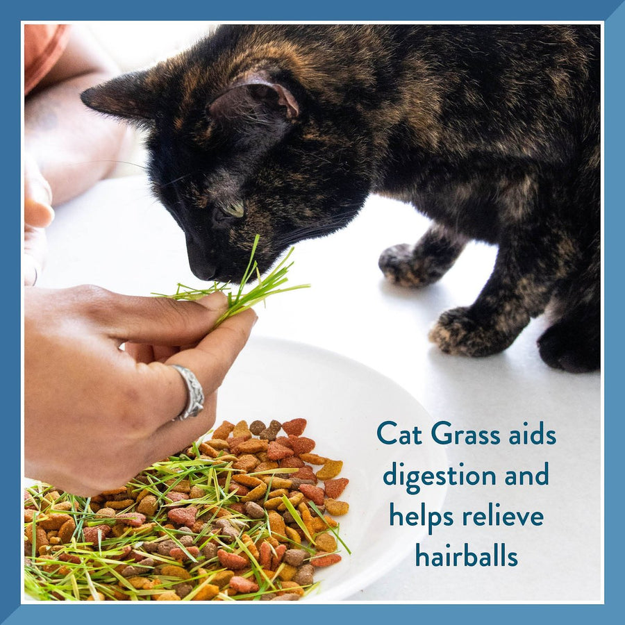 Pet Greens Self Grow Garden Wheat Grass Cat Treat aids digestion and help relieve hairballs, cat being fed