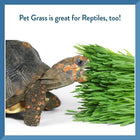 Pet Greens Self Grow Garden Wheat Grass Cat Treat is great for reptiles too, turtle eating wheat grass
