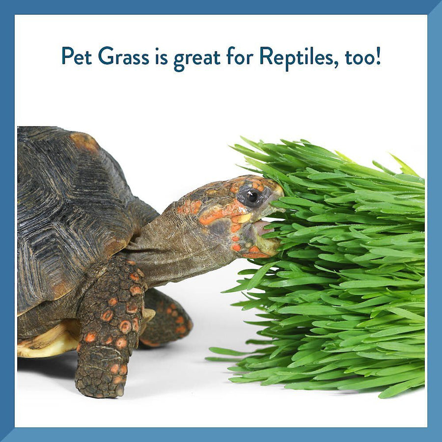 Pet Greens Self Grow Garden Wheat Grass Cat Treat is great for reptiles too, turtle eating wheat grass