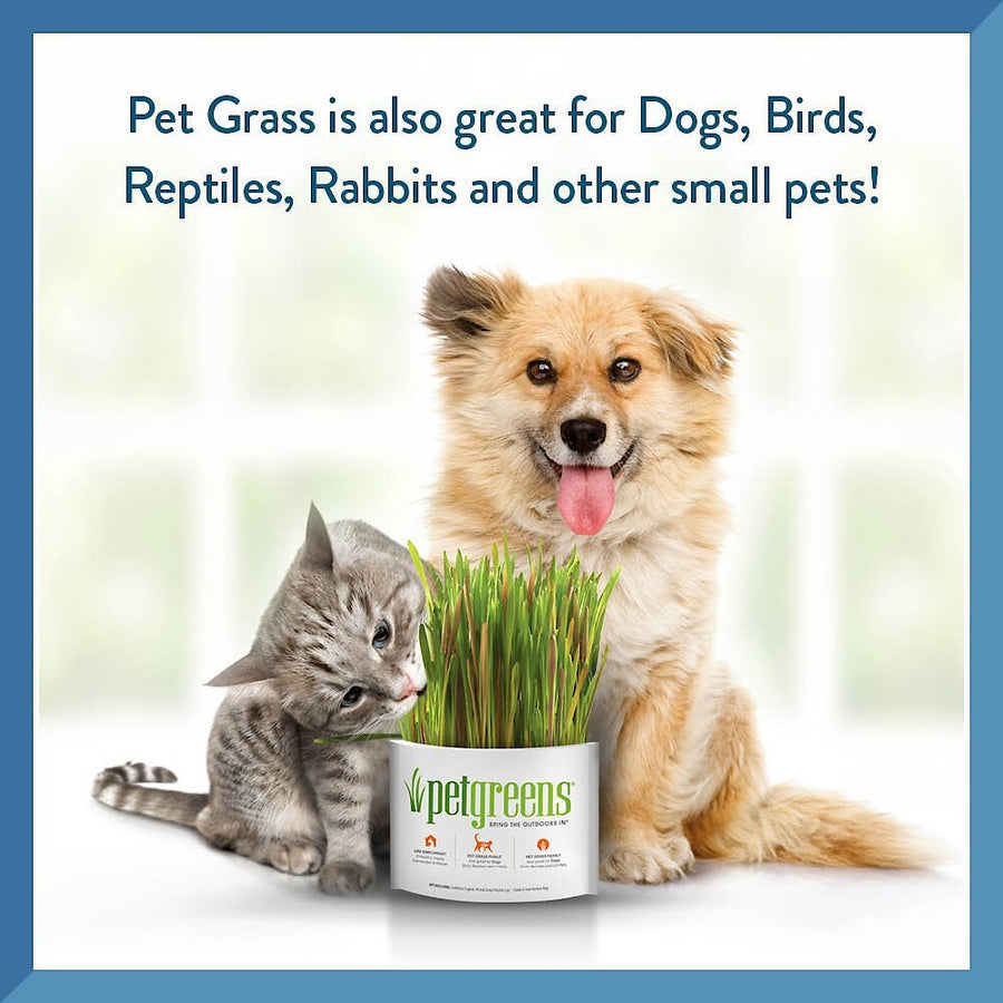 Pet Greens Self Grow Garden Wheat Grass Cat Treat great for dogs, birds, rabbits and other small pets