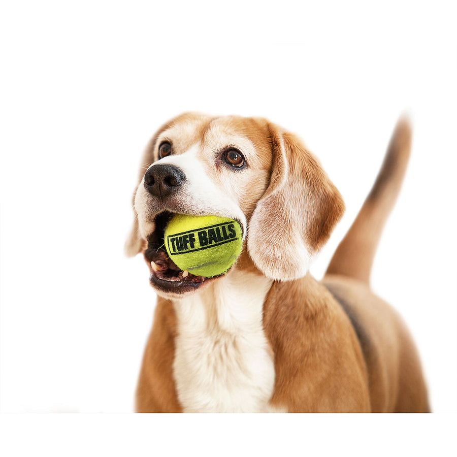 Petsport Tuff Ball 2.5" Dog Toy , in the mouth of a brown dog