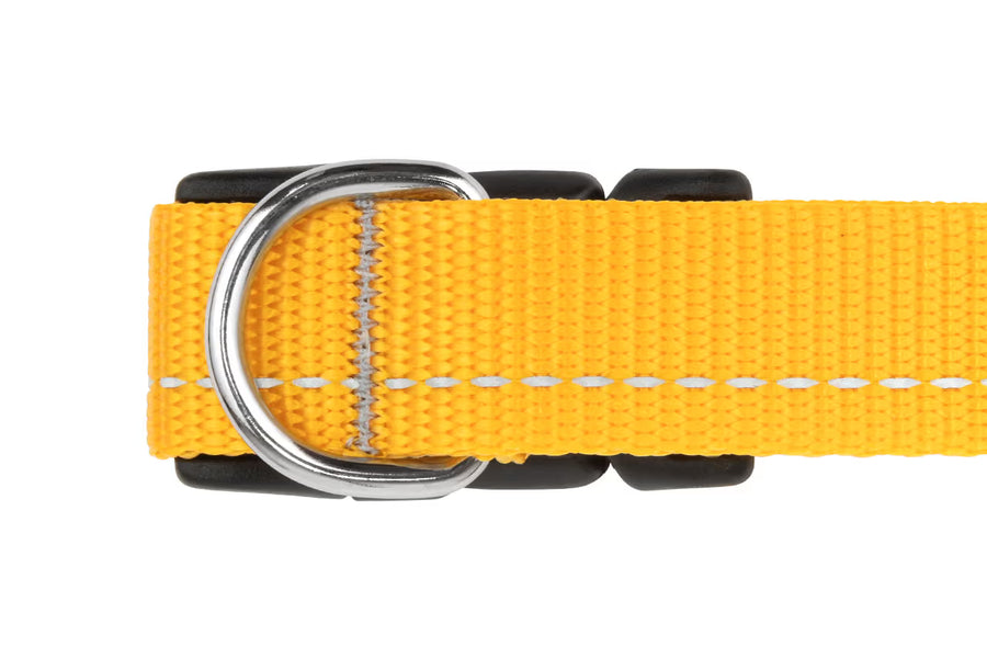 RC Pets Primary Dog Collar, Parakeet