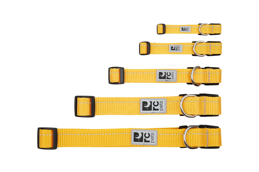 RC Pets Primary Dog Collar, Parakeet