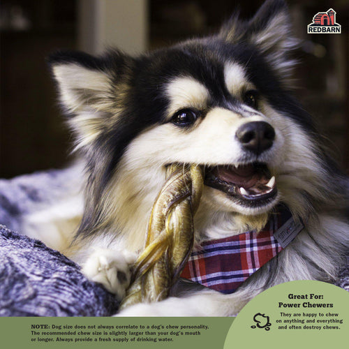 Redbarn Braided Bully Stick Dog Treat chewed by a dog, great for power chewers
