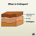 Redbarn Collagen Braid Dog Treat, collagen, beef hide and tough outer layer