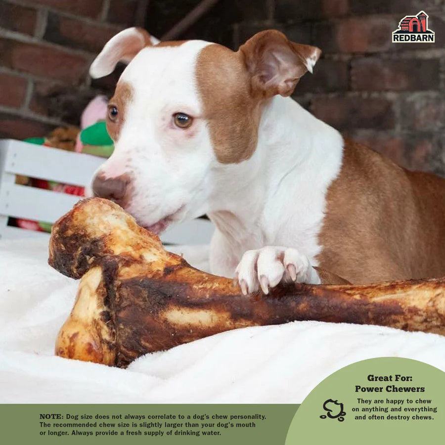 Dog chewing Redbarn Mammoth Bone Dog Treat, great for power chewers