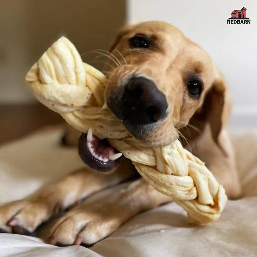 Brown dog happily chewing Redbarn Puff Braid Dog Treat, a unique source of chondroitin and glucosamine, great for supporting your dog’s joint health.