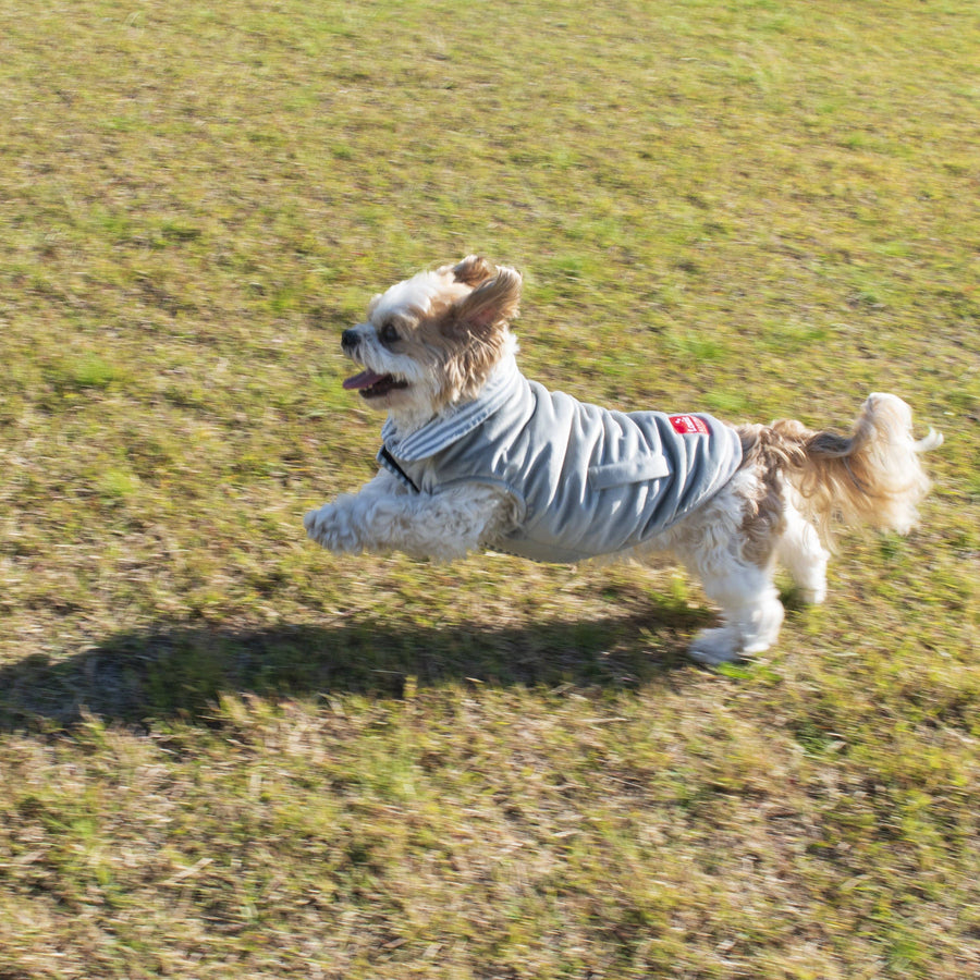 Gray Reversible Light Sweater outfit used by dog