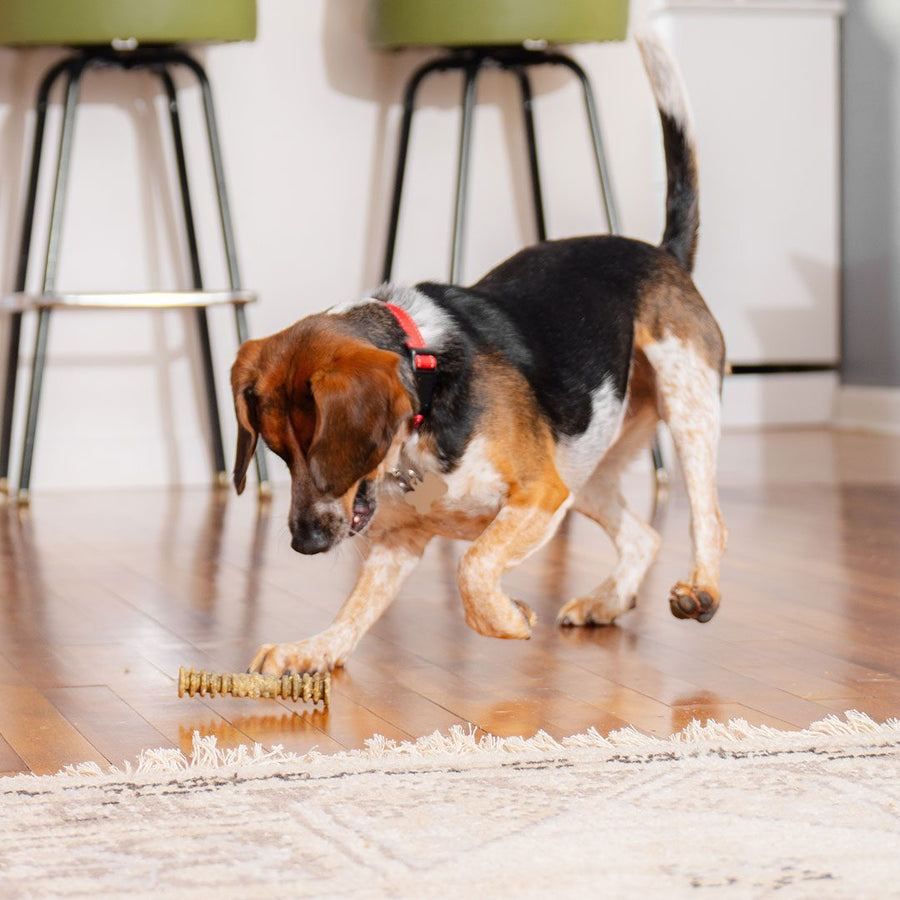 Stella & Chewy's Small Dental Delights Chicken & Parsley Flavor Dog Treats