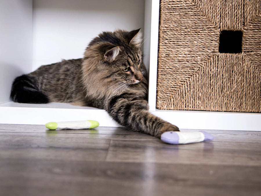 Cat reaching for a SmartyKat Fish Flop Plush Crinkle Catnip Toy 