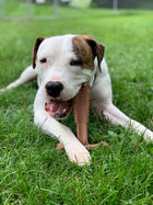 Spot Bam-Bone Plus Chicken Dog Chew, dog chewing chew and laying down in green grass