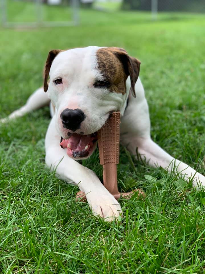 Spot Bam-Bone Plus Chicken Dog Chew, dog chewing chew and laying down in green grass