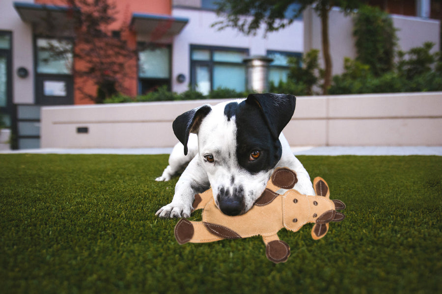 Spot Dura-Fused Leather & Jute Barnyard Assorted Dog Toy, a black and white dog lying on the grass and chewing a tan cow-shaped toy