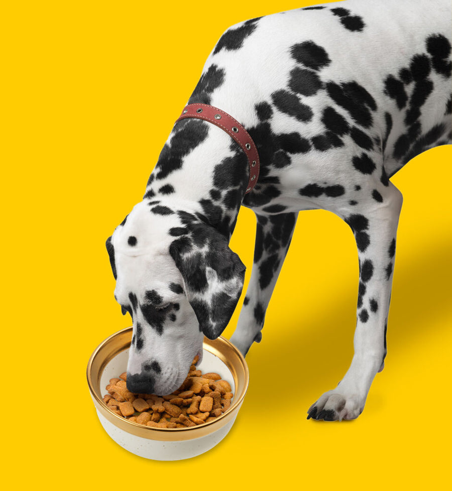 Dalmatian Dog using Spot Malibu Gold Dog Dish