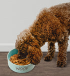 Dog using Spot Portofino Blue Dog Dish