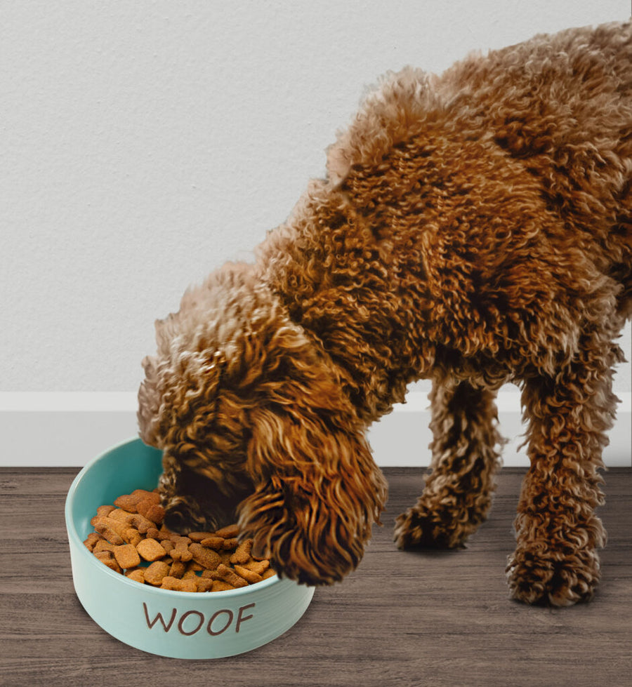 Dog using Spot Portofino Blue Dog Dish