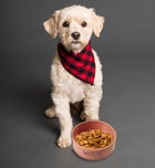 Spot Portofino Pink Dog Dish in front of a dog