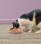 Cat using Spot Portofino Pink Oval 6-Inch Cat Dish