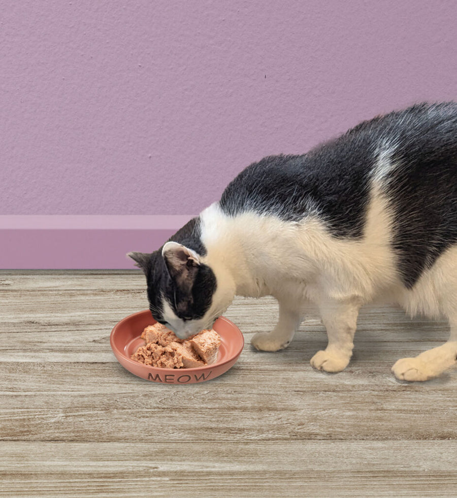 Cat using Spot Portofino Pink Oval 6-Inch Cat Dish