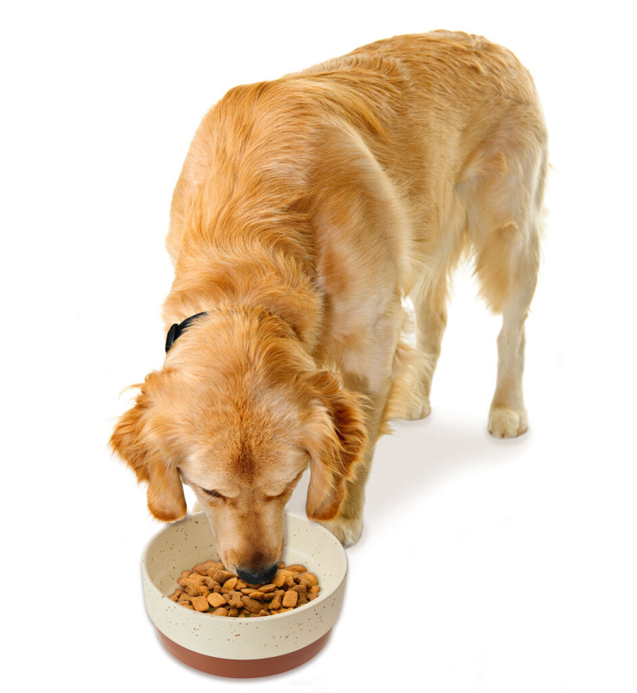 Dog eating out of Spot Sedona Brown Dog Dish 