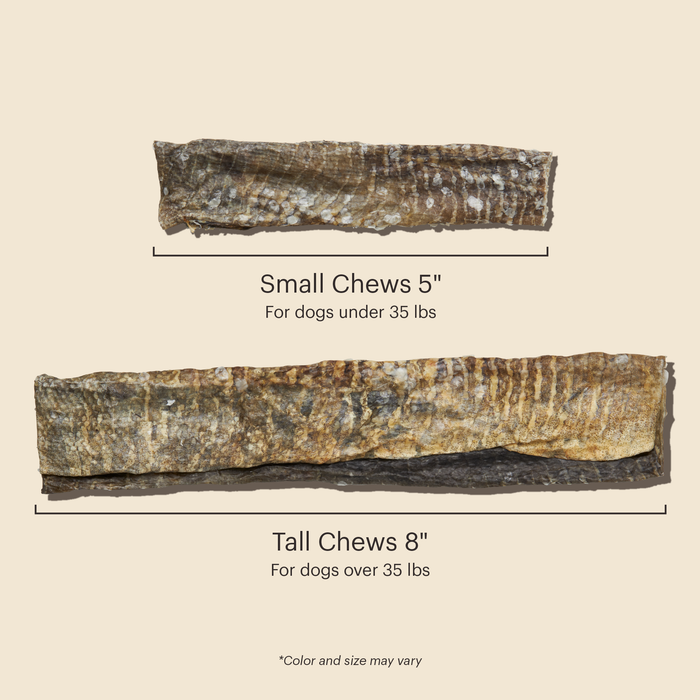*Small Chews- 5"
*Tall Chews- 8"