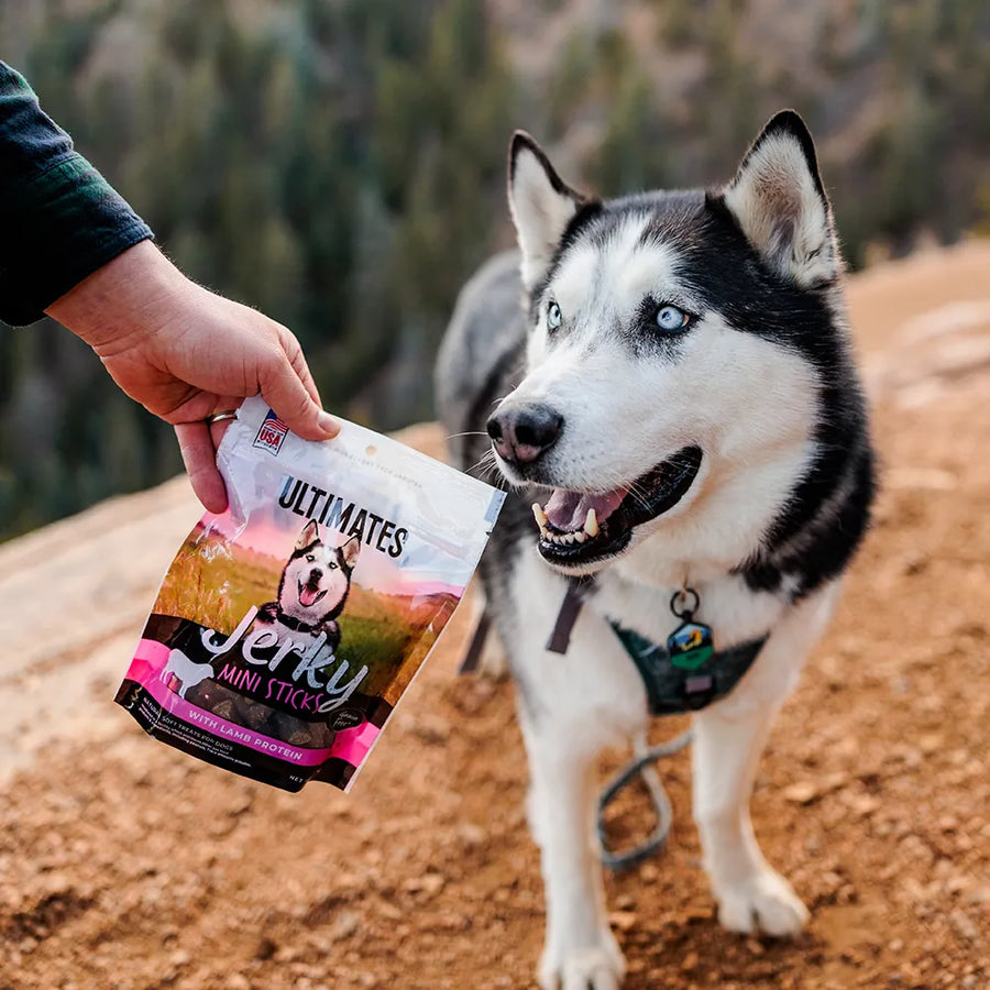 Husky dog given Ultimates Jerky Mini Sticks with Lamb Dog Treats