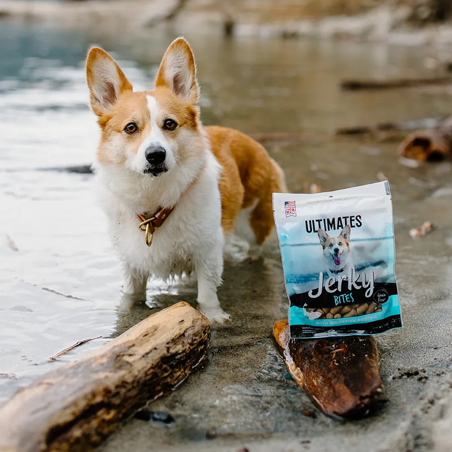 Corgi dog with a pouch of Ultimates Jerky Whitefish Bites Dog Treats