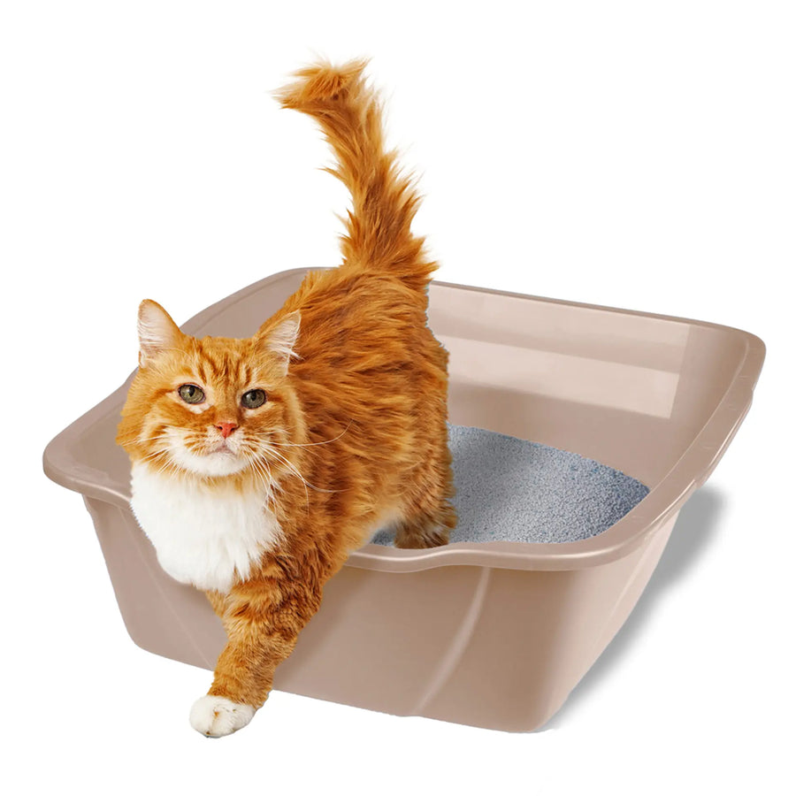 Litter Pan with Cat litter and Orange cat in it