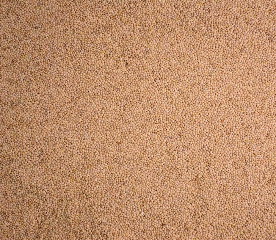 Volkman Seed Company Single Seed Proso Millet Close Up View