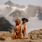 Two dogs wearing Wilderdog harnesses sitting on a rocky mountain summit with snow-capped peaks and clouds in the background.